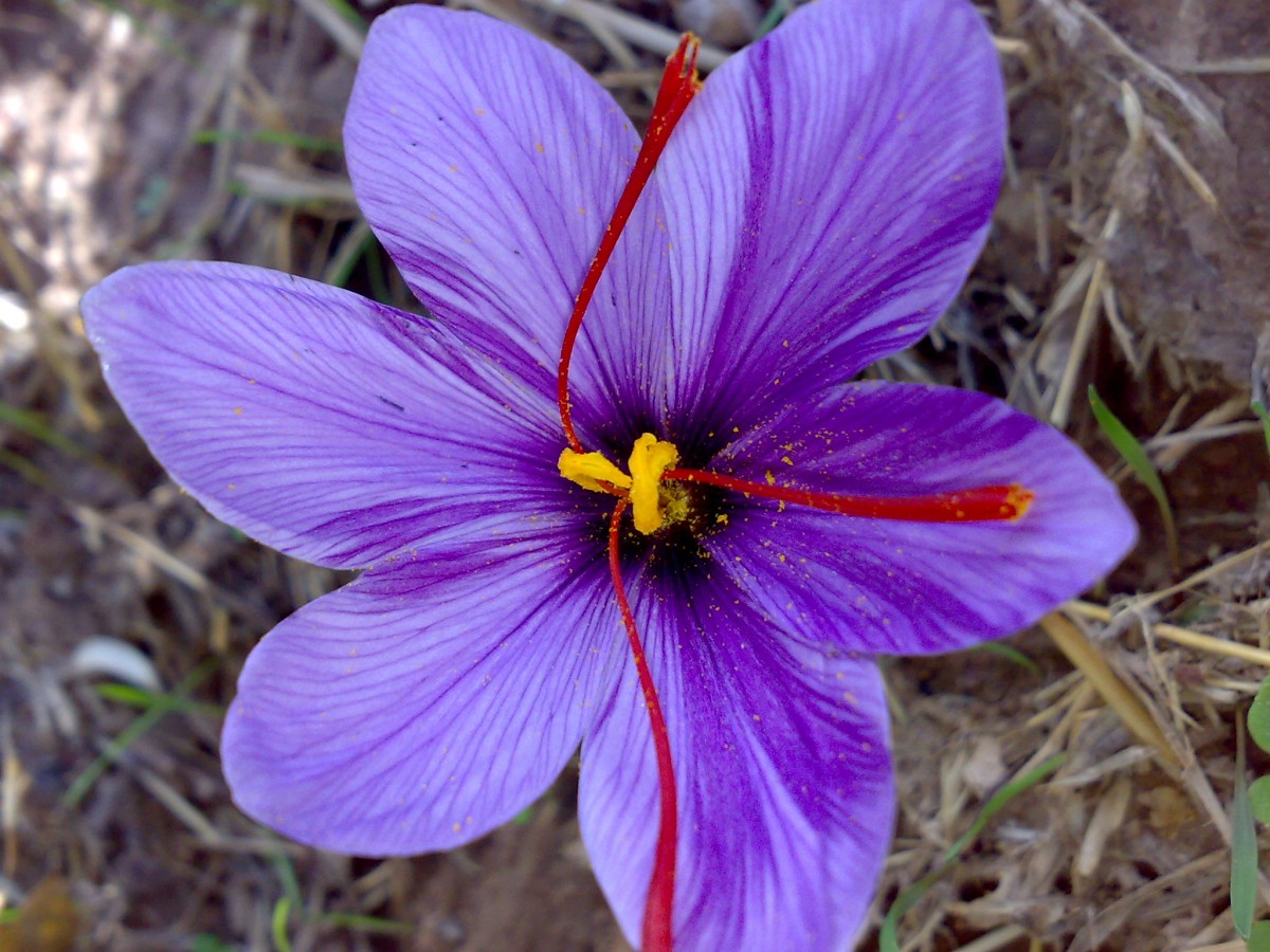 A closer shot of Saffron' flower