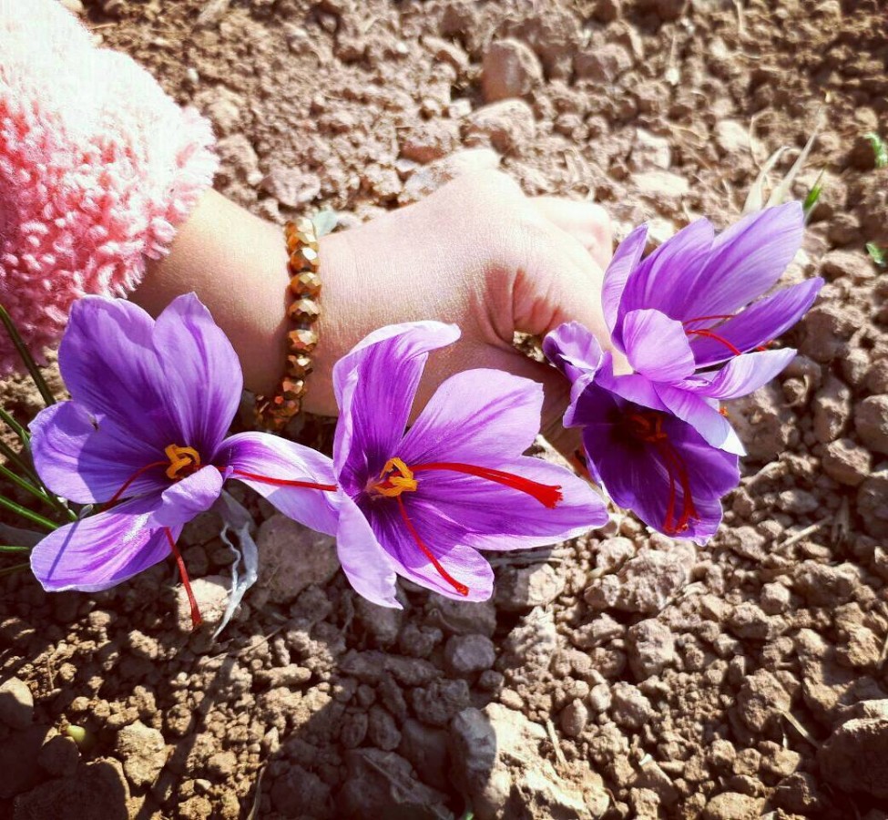 harvesting of saffron