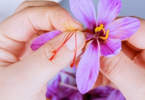 What are the benefits of saffron for women