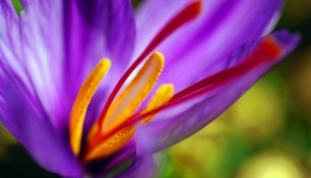 How can grow saffron at home?
