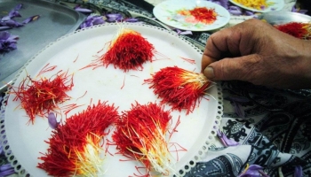 Where is the appropriate place to grow Persian Saffron?