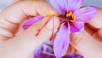 What are the benefits of saffron for women